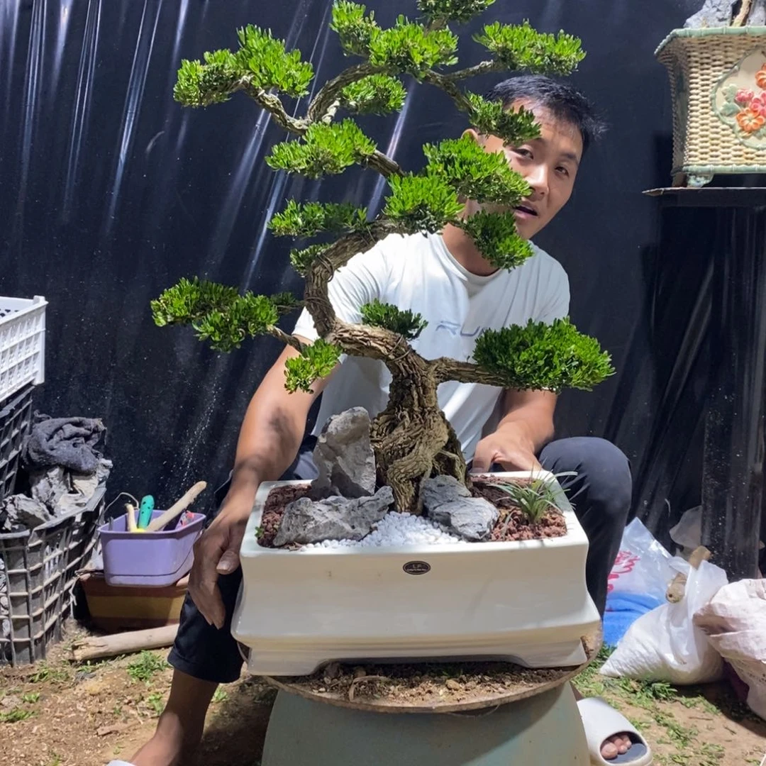 无花朵黄杨盆景雀舌软枝