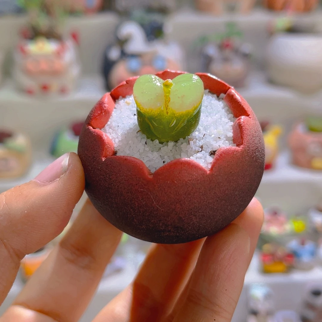 011高端多肉带盆土一套9.9