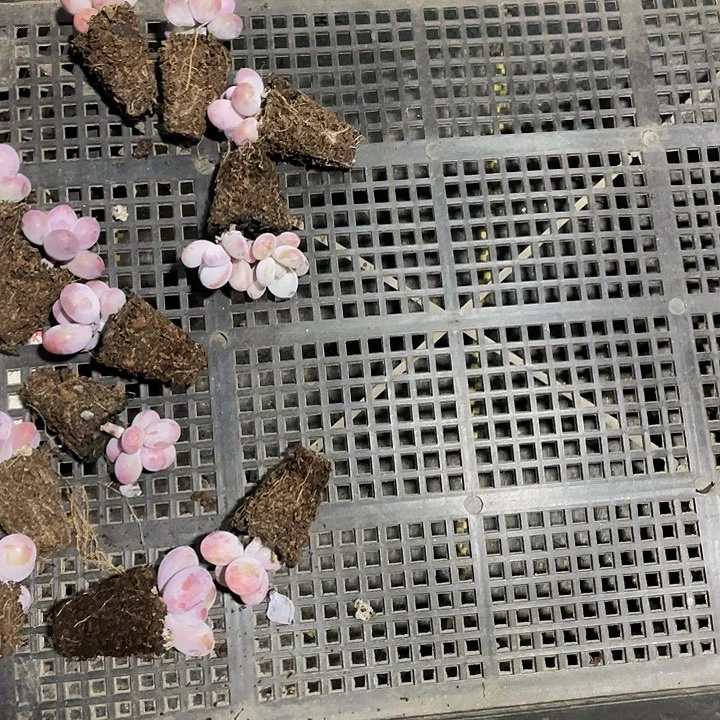 睿**贝87号筐带土发货