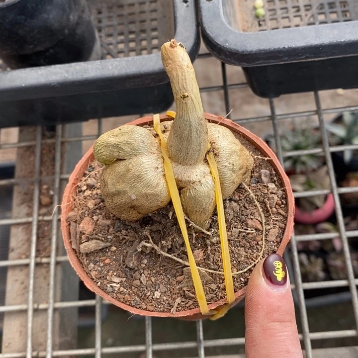 伯克利和格蕾纳等著名音乐家