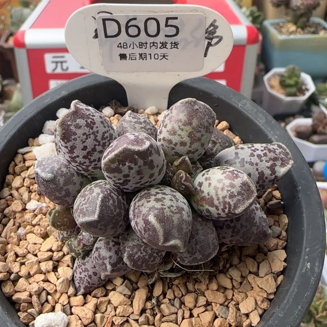 达摩海豹盆口9厘米。    605