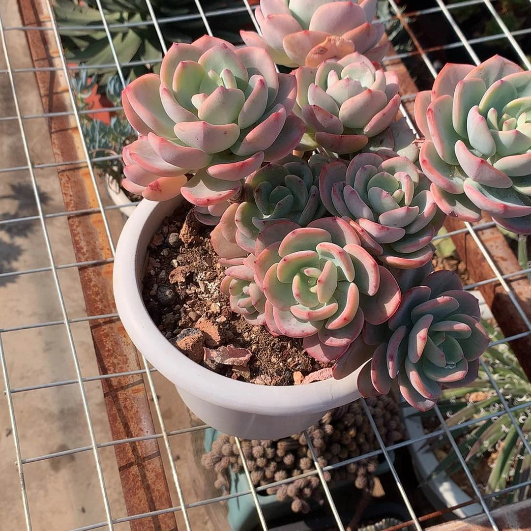 白月光多肉植物一颗