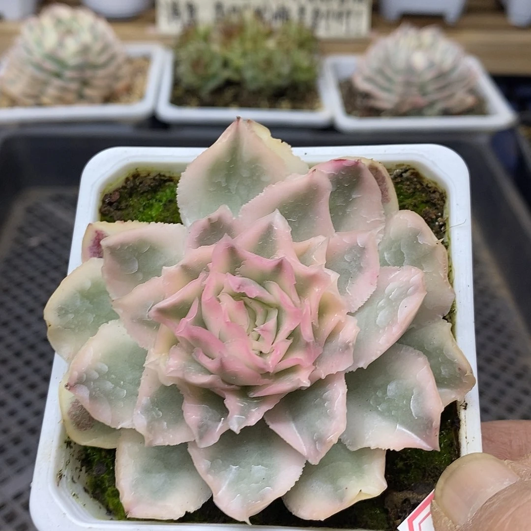 2829 紫蝴蝶锦 需延时发货