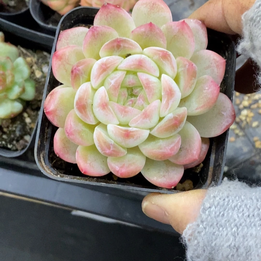 精品多肉一物一怕不包整128