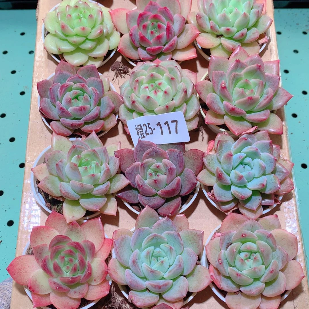 25-117一物一拍多肉带盆18颗