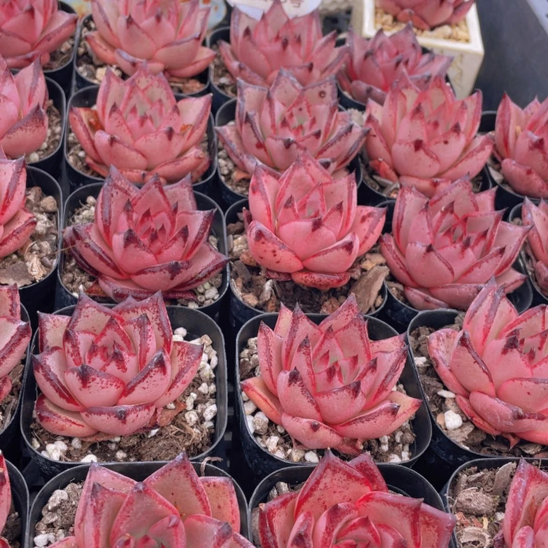 量拍33号 罗密欧金牛座单头一个