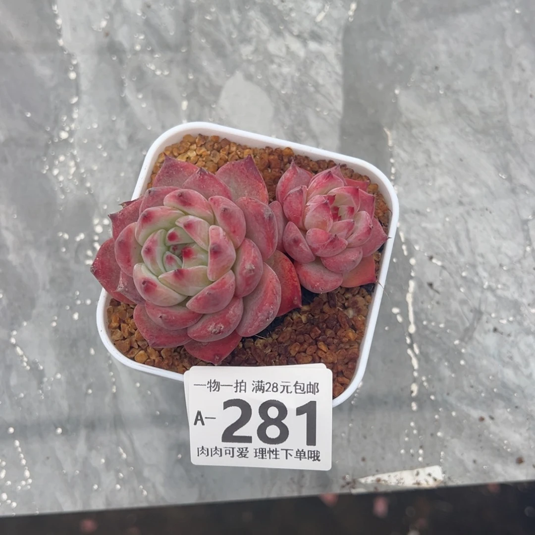 砖石卡罗拉多肉多肉多肉多肉