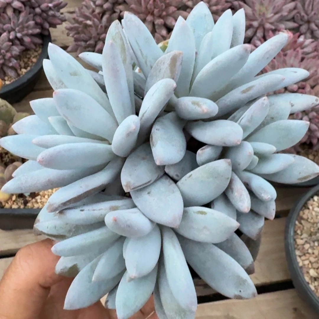 橙龙美人4头无砍福利