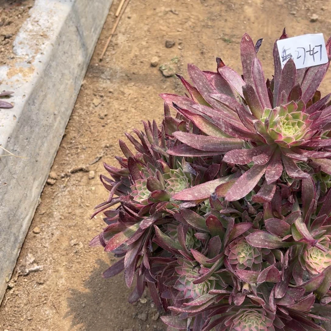 念*5-27-47虞美人寄养