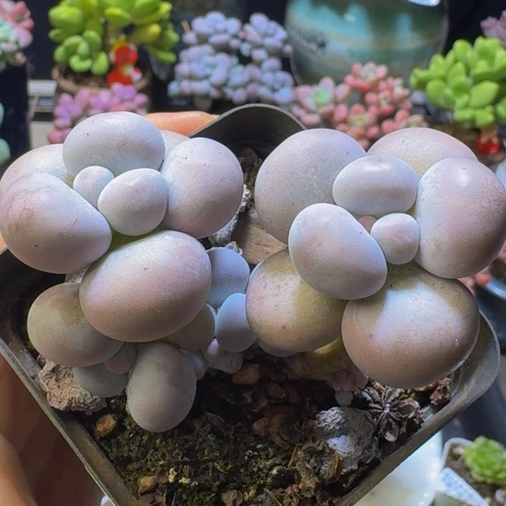 140 芭比奶酪7 厘米