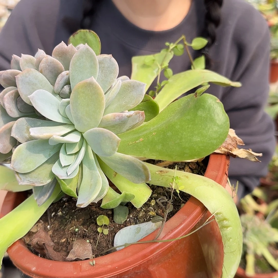 9111号49.9       肉