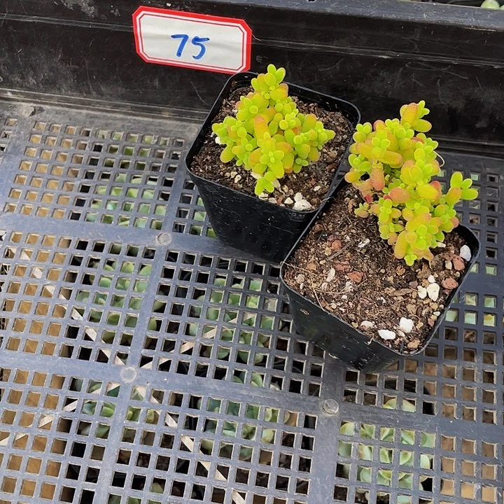 时*机75号筐带盆土发货