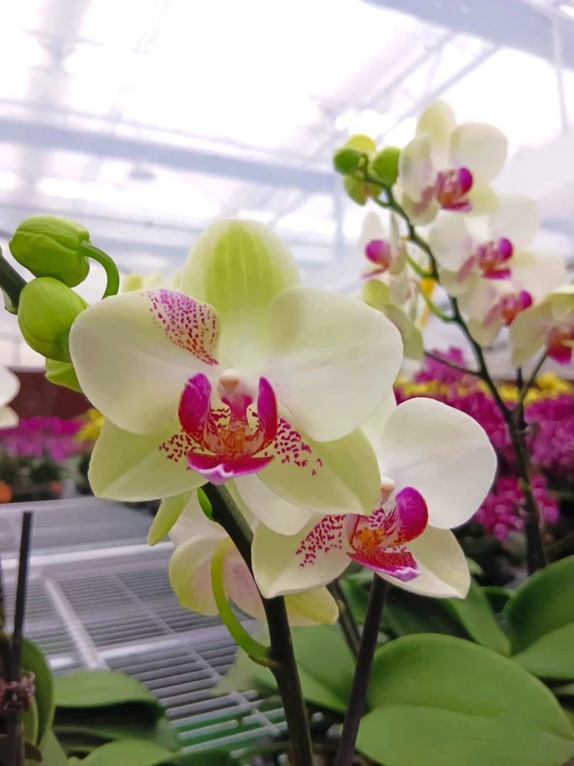 蝴蝶兰【绿熊】绿色中花丰花型3.5寸杯苗子叶片微瑕基地直发