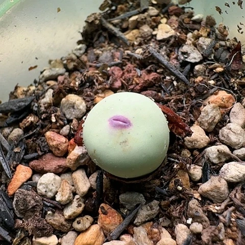 557小红窗净窗带盆土