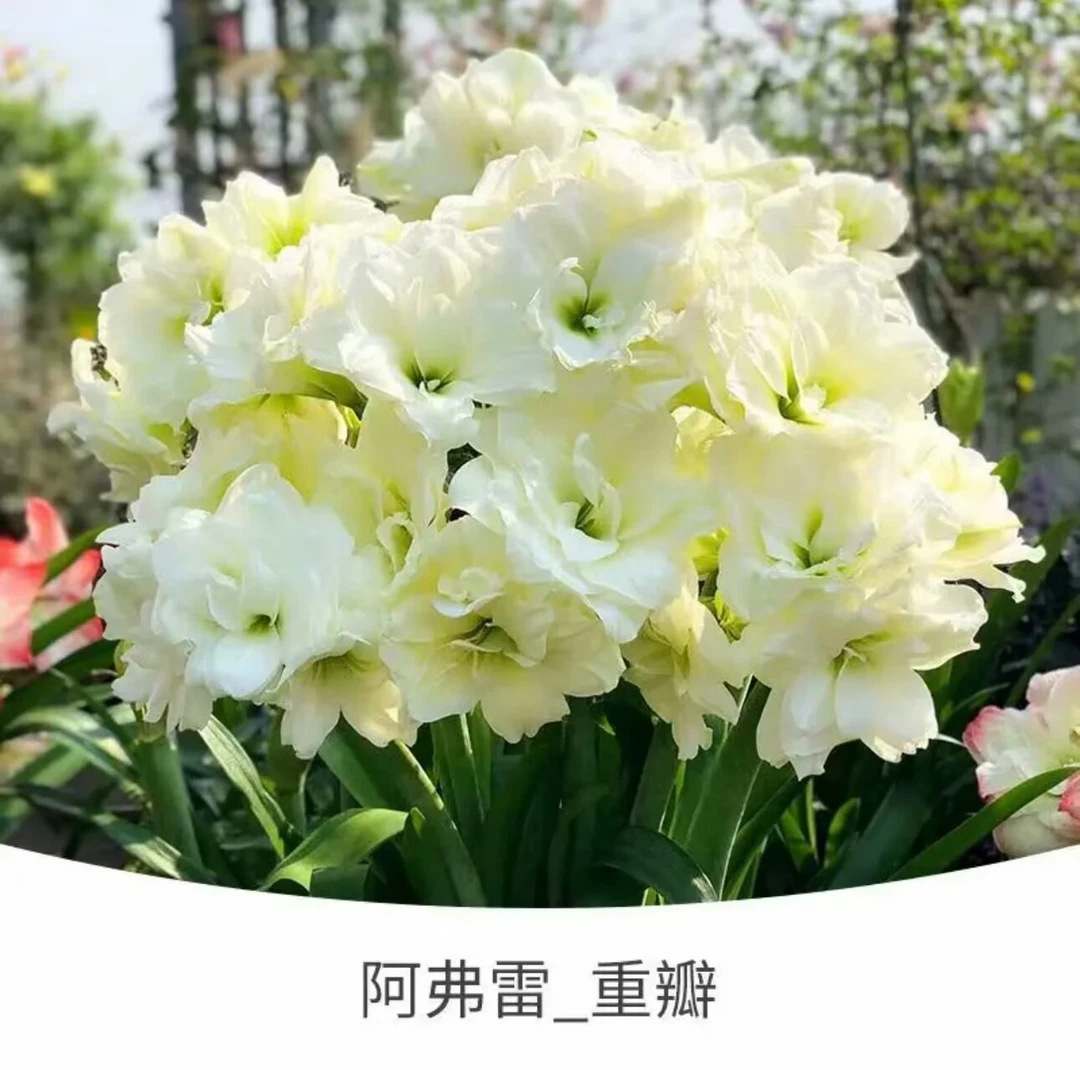 阿弗雷））朱顶红种球