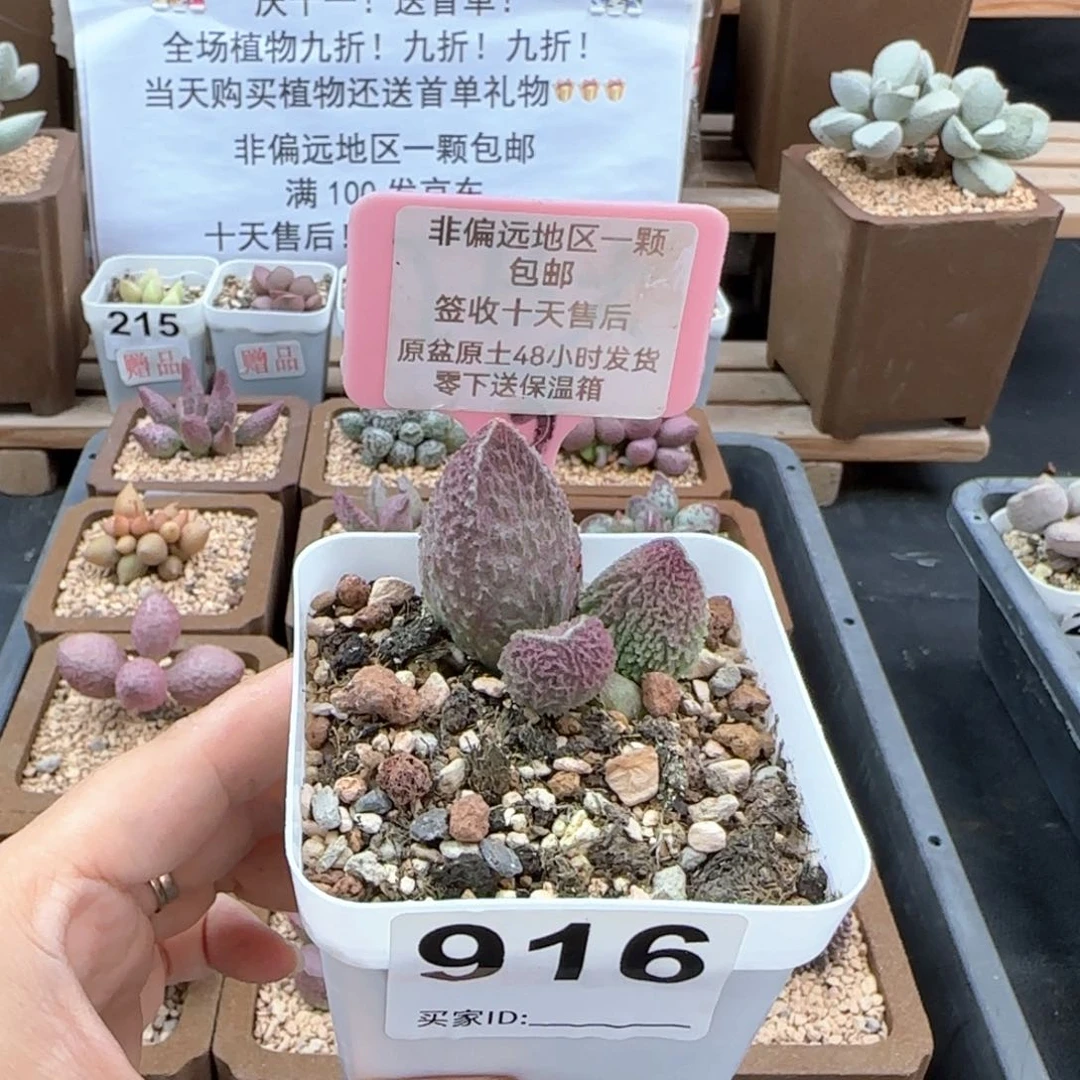 916胖伍多肉植物