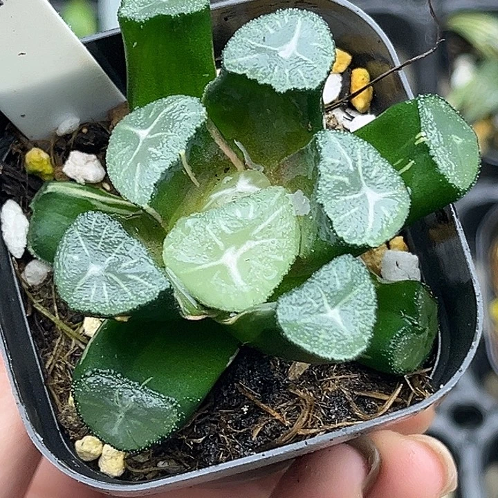 79玉龙万象锦头家多肉十二卷