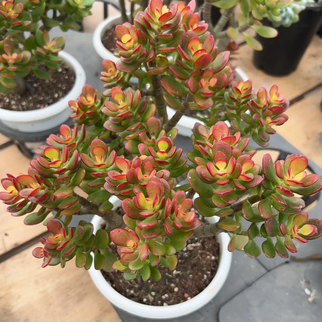 姬红花月多肉植物   全场满16.8包邮，实物以直播展示为准