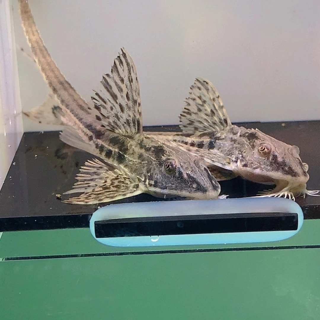 清道夫鱼直升机20号