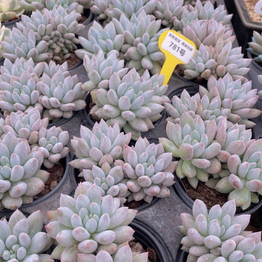 781号 所罗门大群生一个带盆土