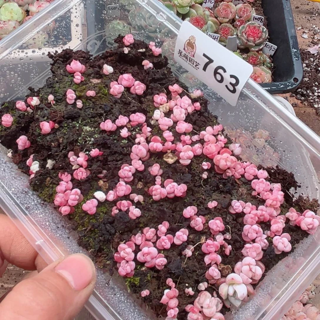 多肉植物多肉植物