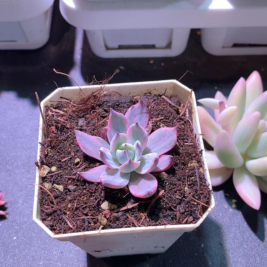 劳伦斯锦多肉植物