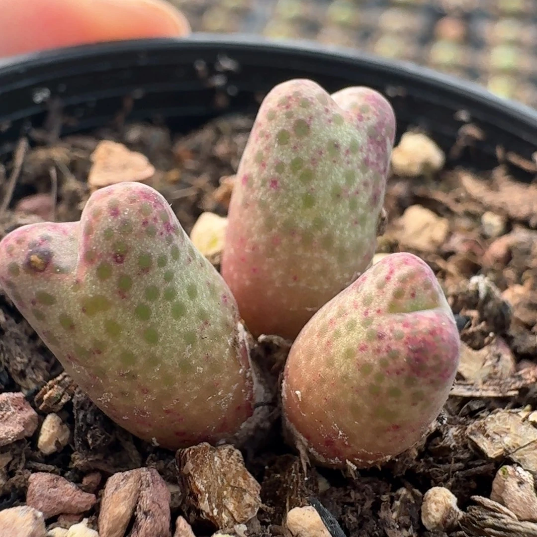 720斑马 脱土发货0000