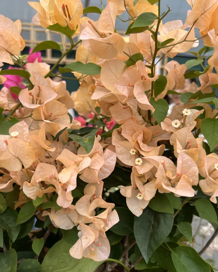 森朴【黄色炫彩】花色丰富晕染渐变嫁接盆栽