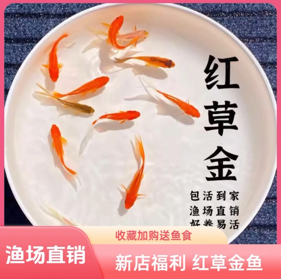【25条精品红草金5-8厘米】好养耐活观赏鱼冷水鱼超萌好物淡水鱼