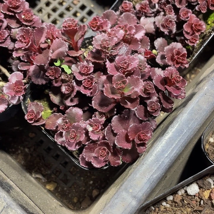 小球玫瑰2.8带盆