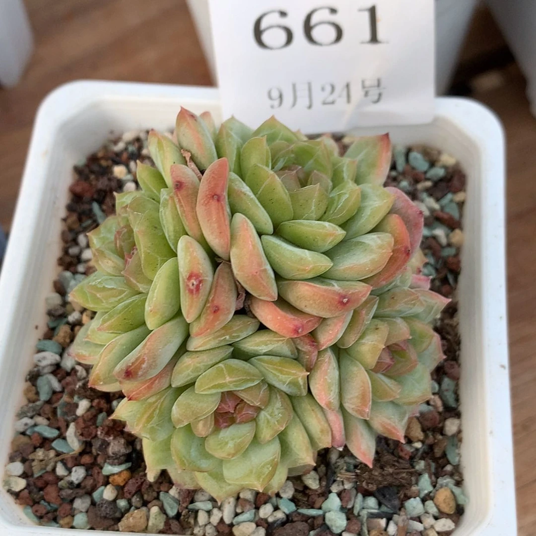 【闪购商品】云661号琴心