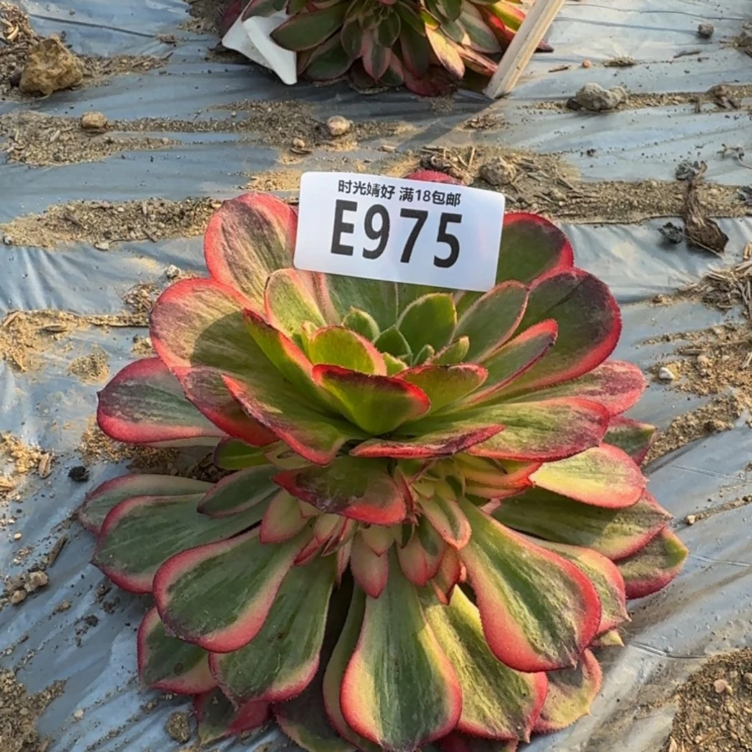975黑魔锦多肉植物