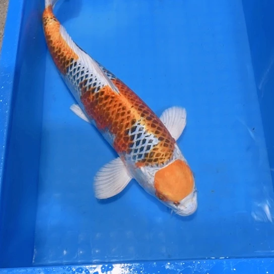 赤木芒果黄孔雀淡水鱼