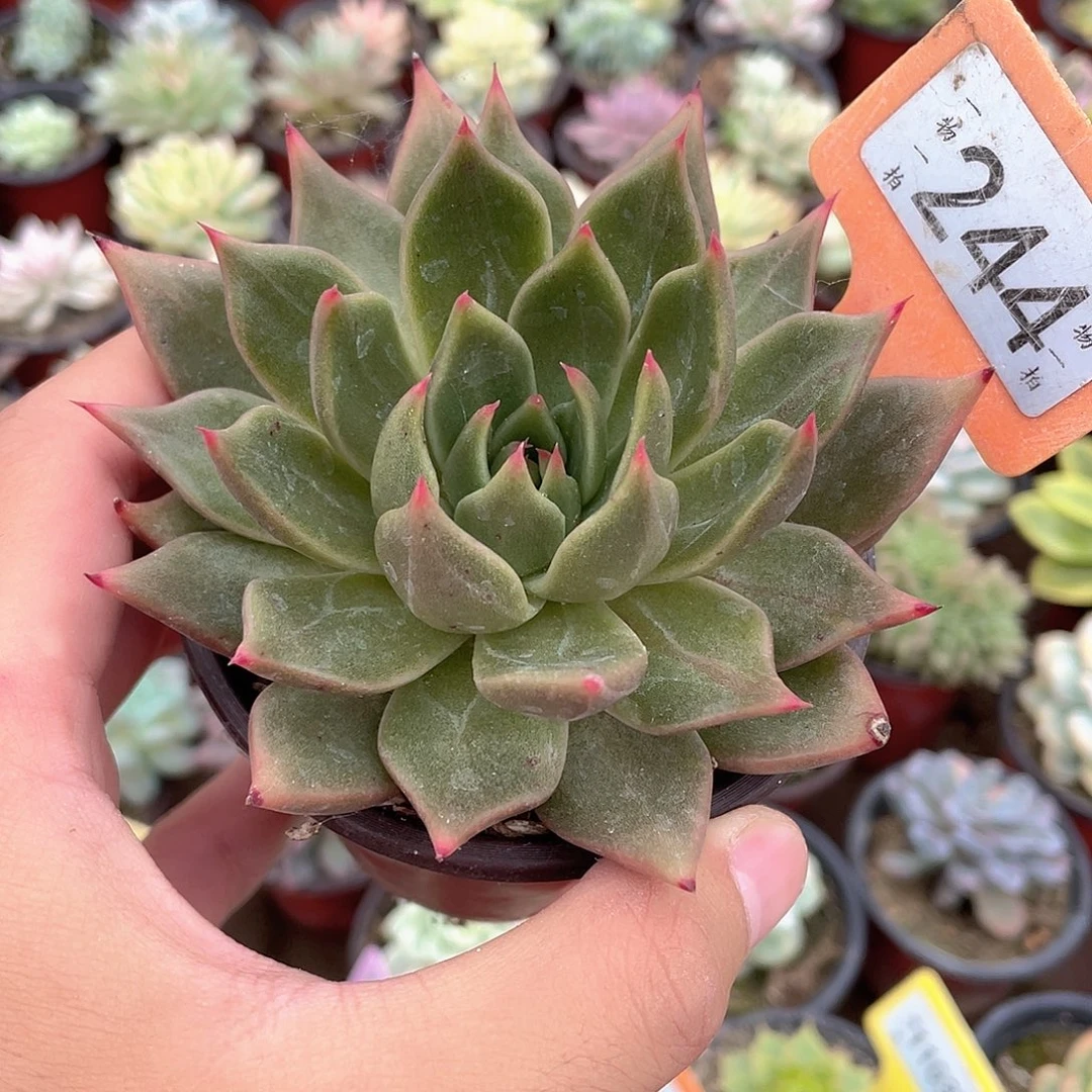 爪子244号多肉植物