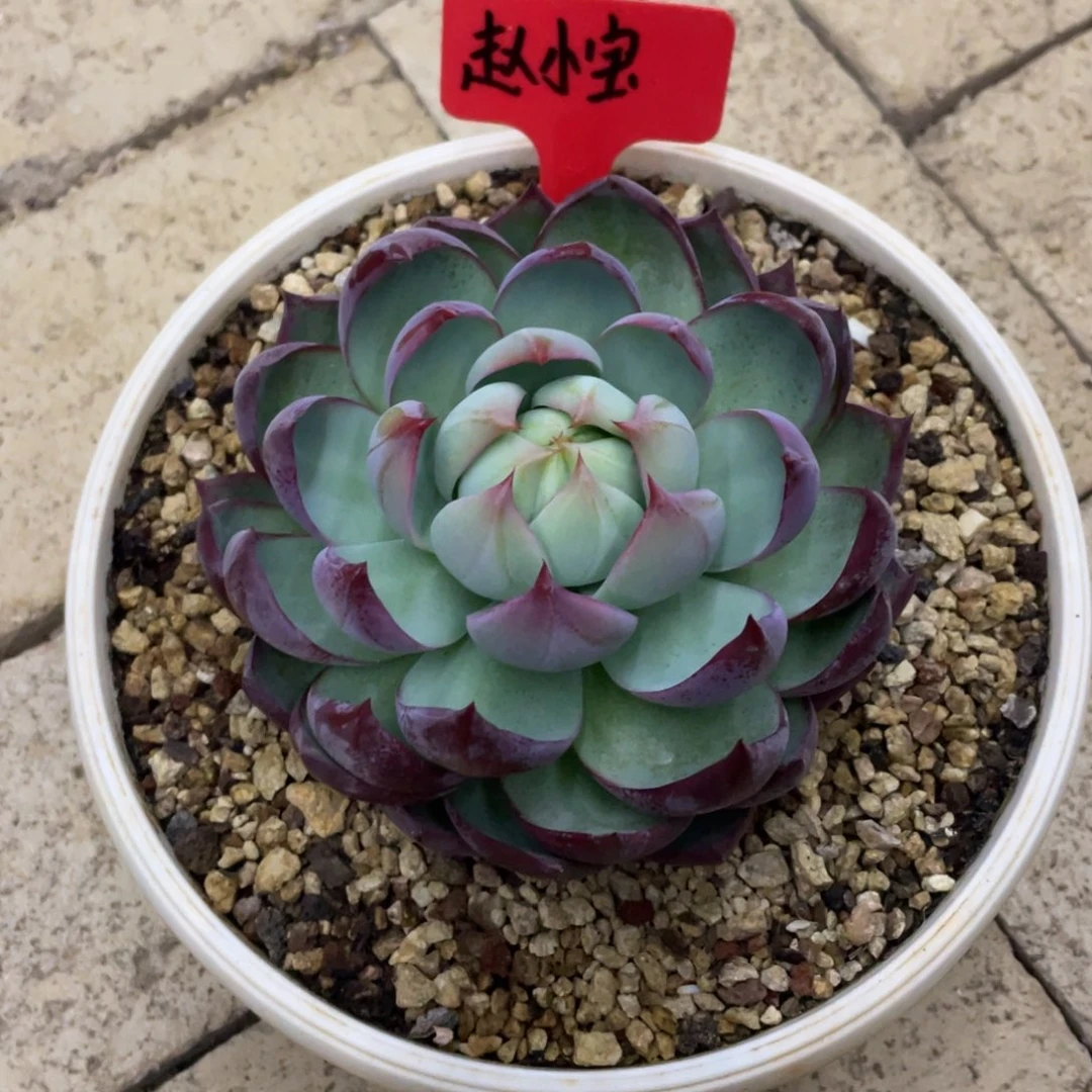 惊鸿仙子多肉植物6666666