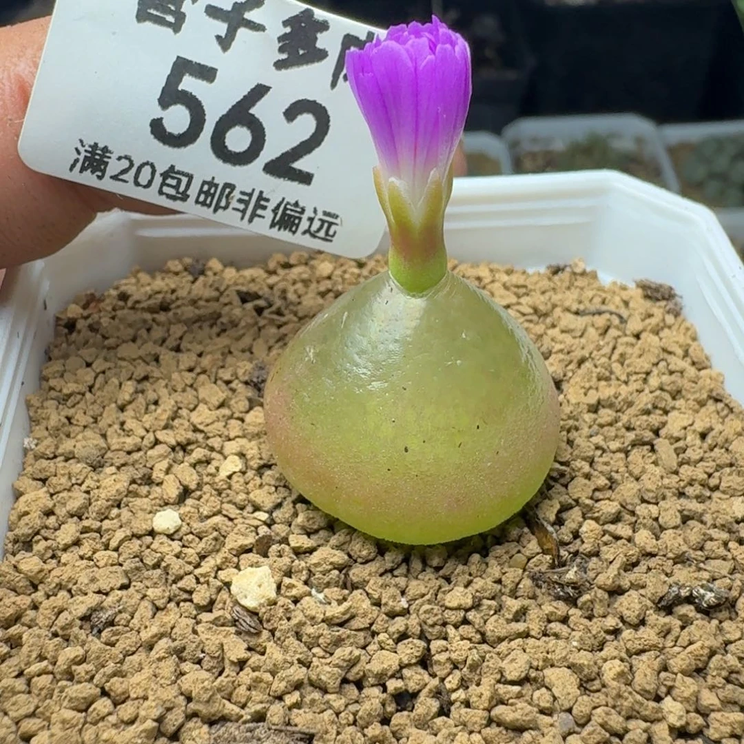灯泡2.3带盆土。