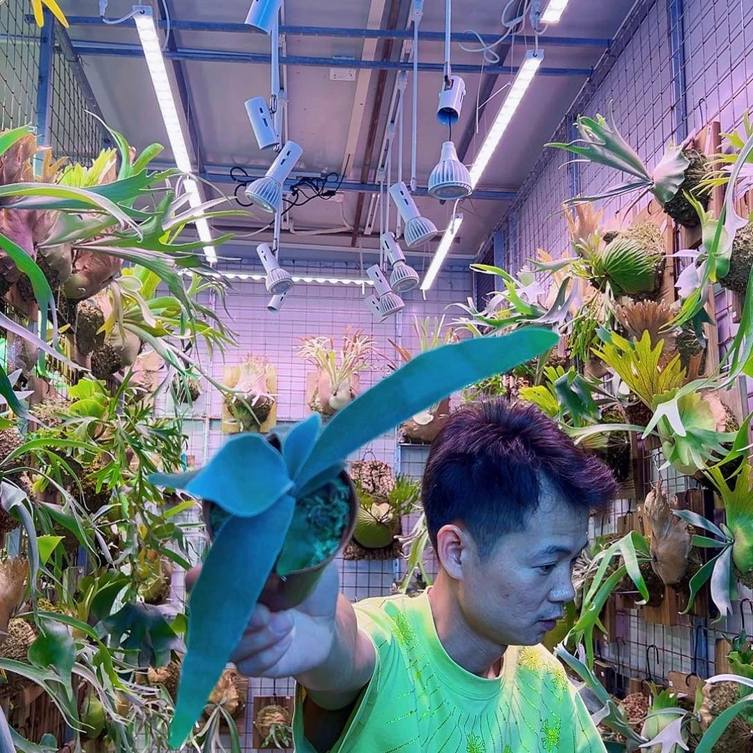 无花朵银鹿杯苗a2。