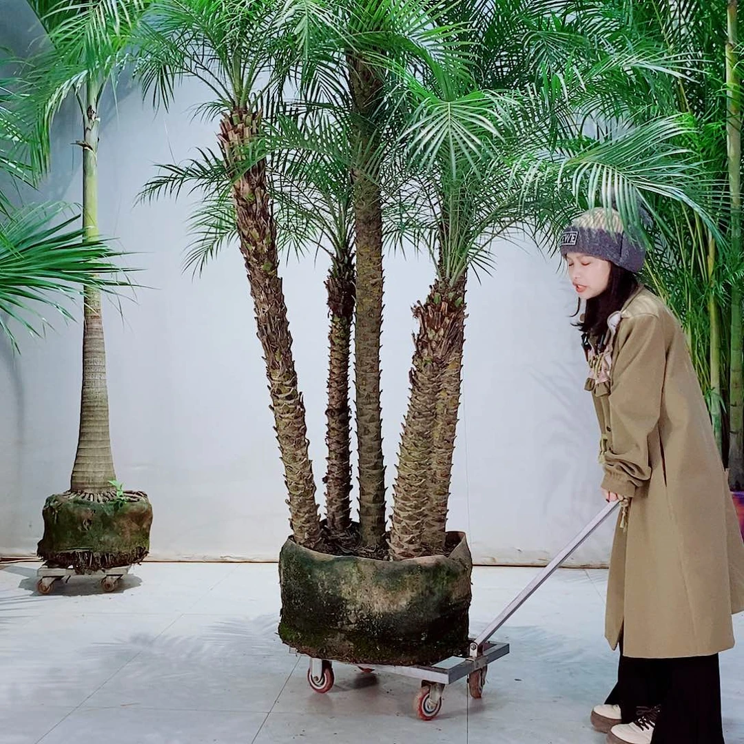 龙*67886556787646755