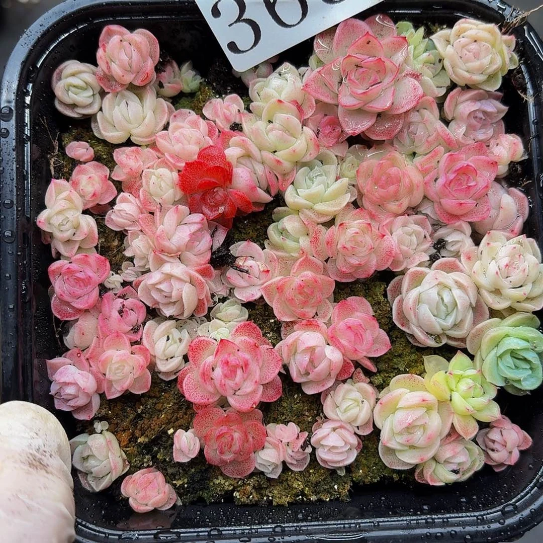 多肉植物多肉植物368