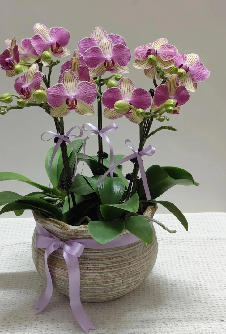 （双色鸟）蝴蝶兰多花剑出梗苗室内盆栽花卉