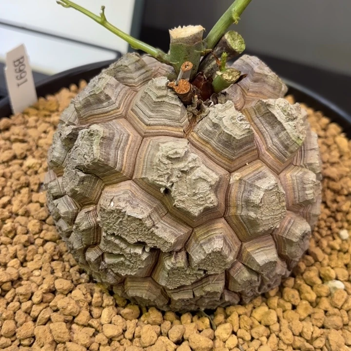 1682号龟甲龙带盆包邮不退不换