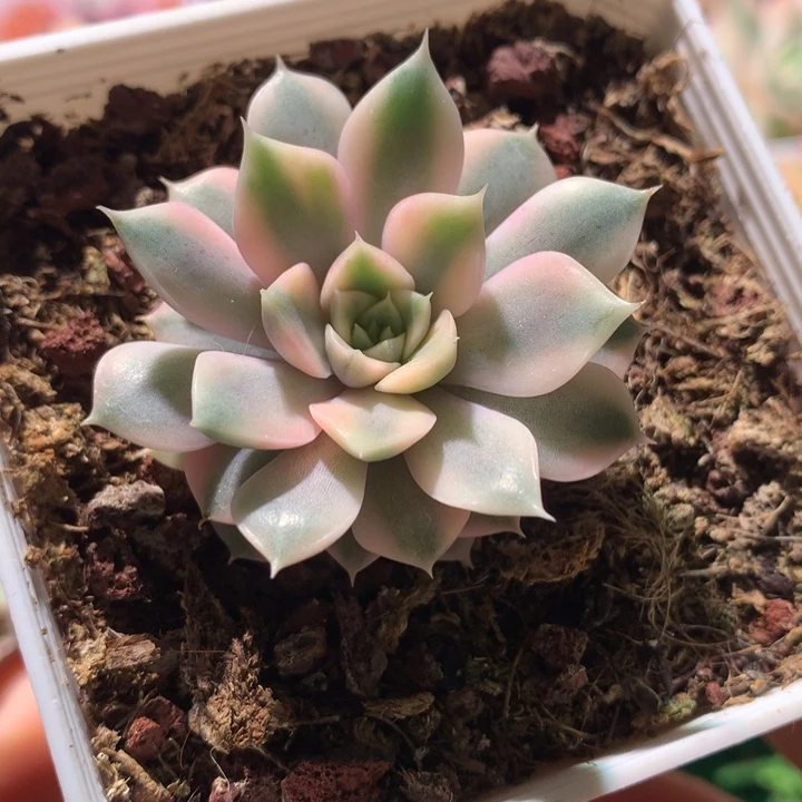 浪漫玫瑰，锦哥多肉