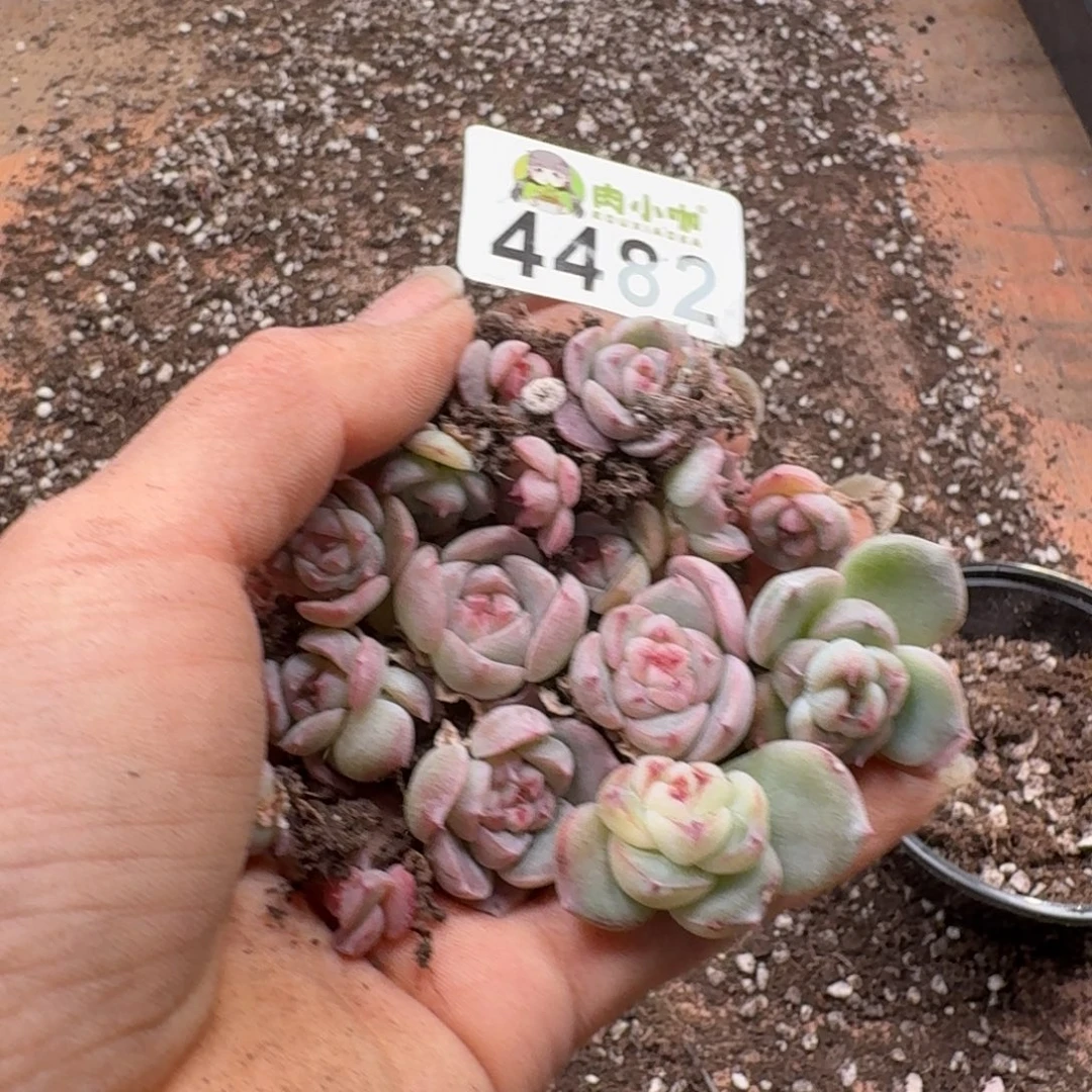 多肉植物多肉植物