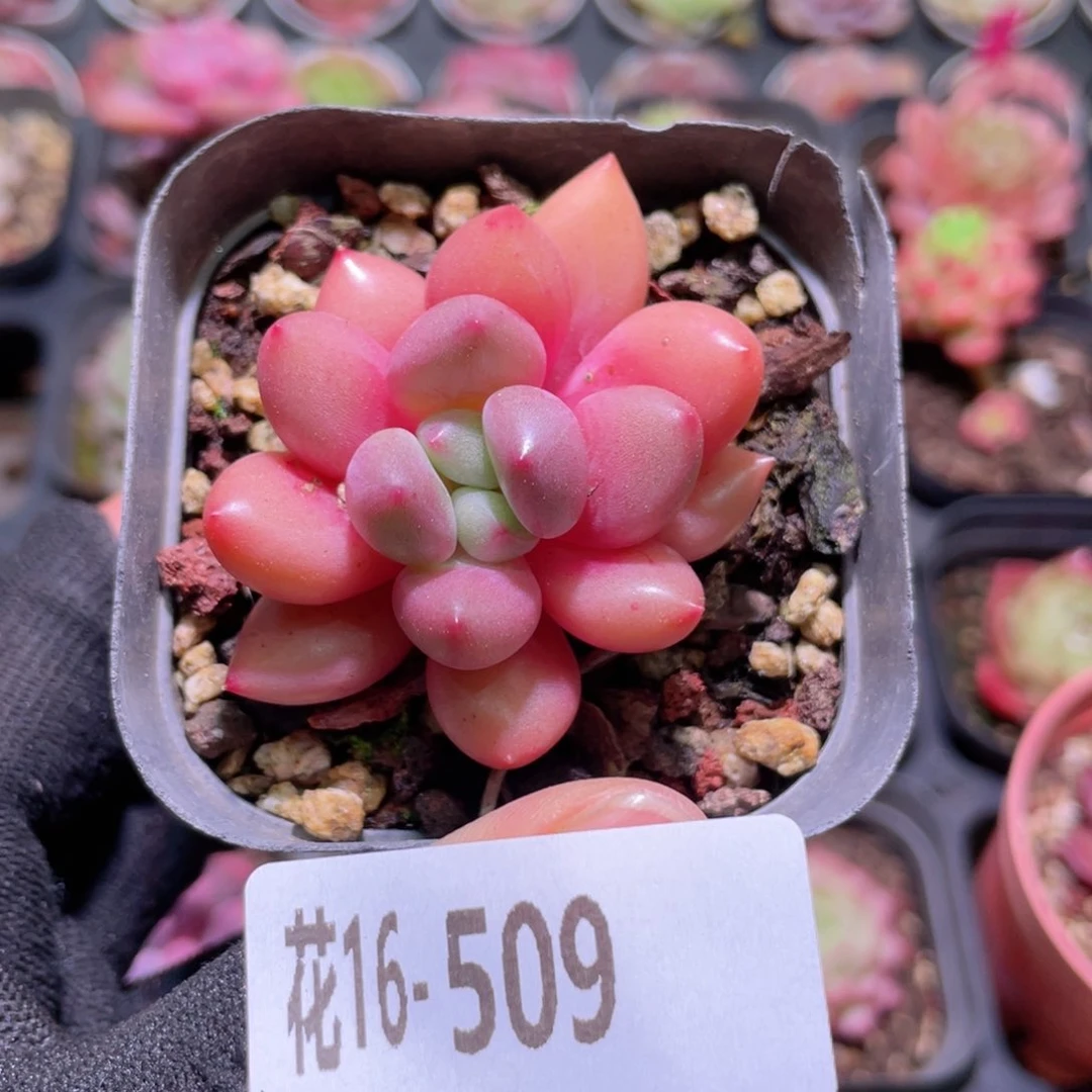 花利美16-509先锋派