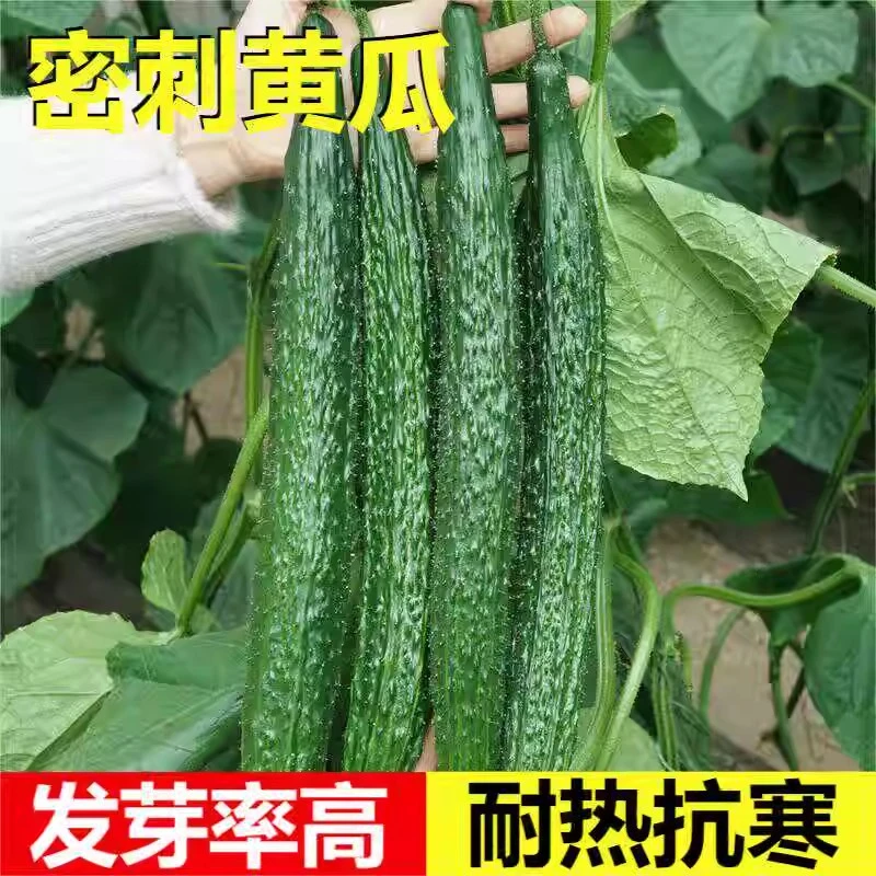 耐寒黄瓜种子密刺油亮绿瓤包邮高产进口强雌蔬菜种孑冬季青瓜种籽
