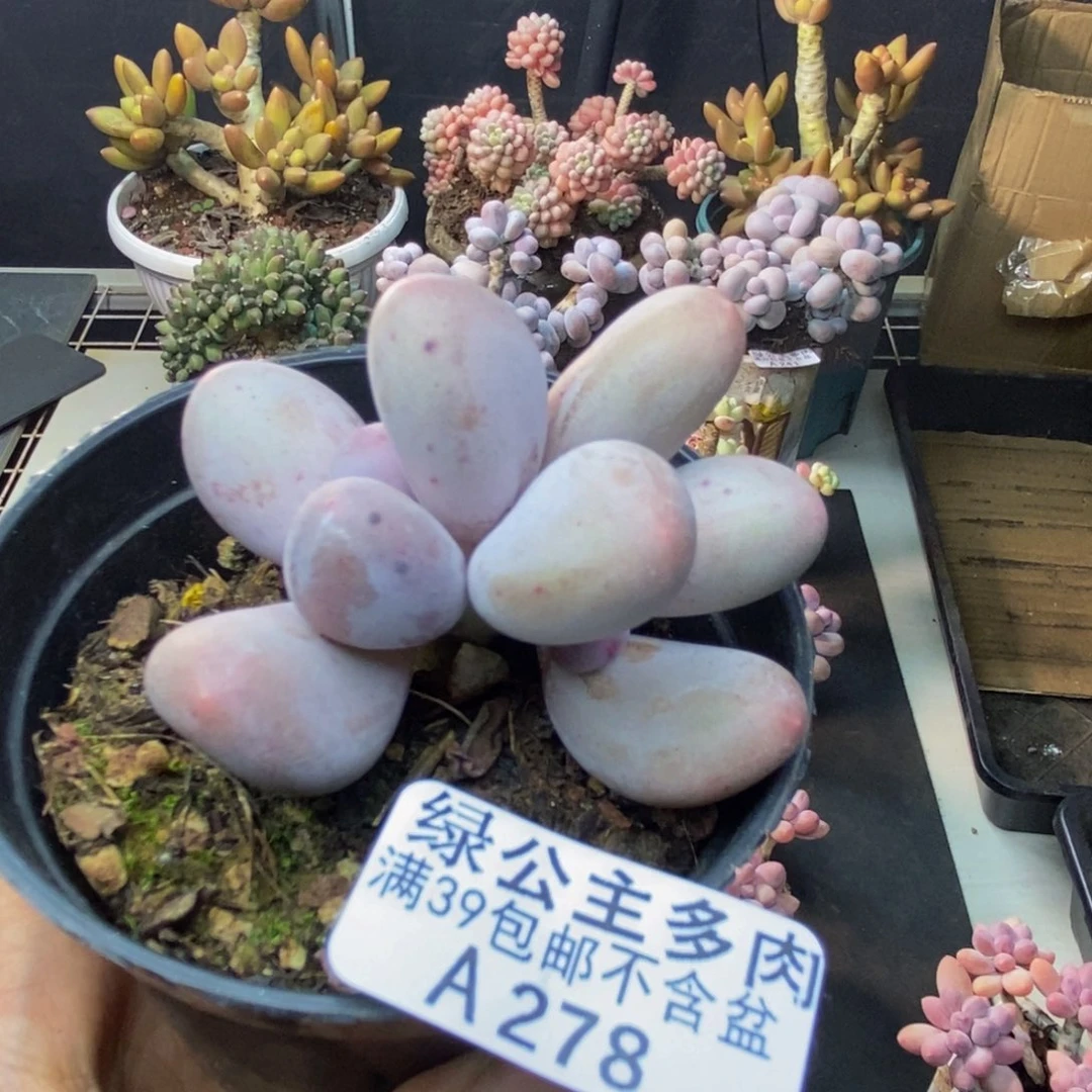 278米可奶多肉4cm