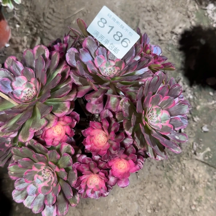 8186红铜多肉植物