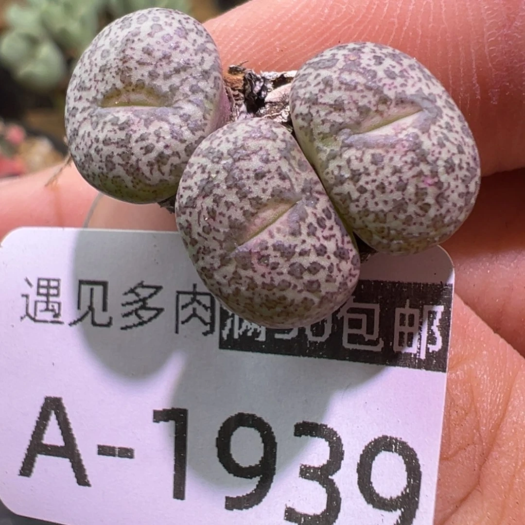 多肉植物？11111111111