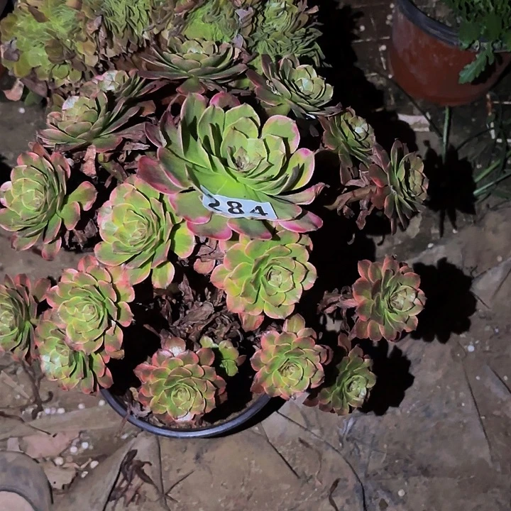 284火烧云多肉植物不售后