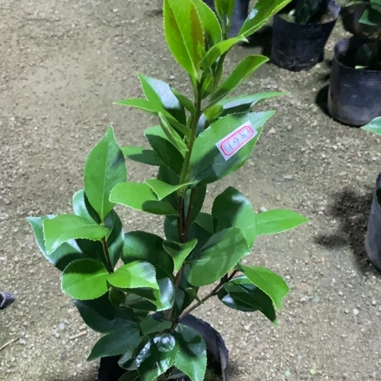 当前无花栽培后可以开花